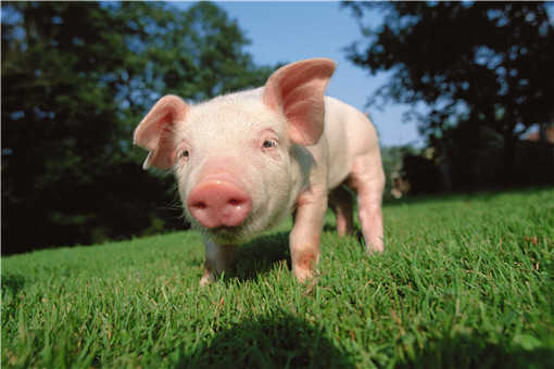 全国唯一的香猪保种基地在哪里-摄图网