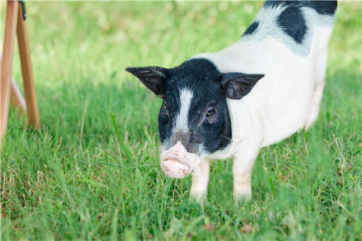全国唯一的香猪保种基地在哪里-摄图网