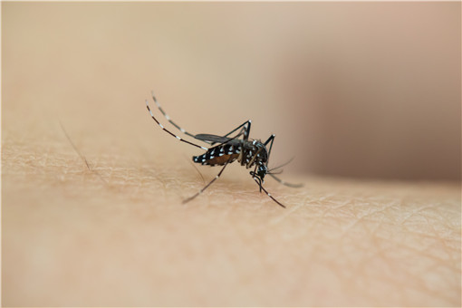 蚊子的寿命有多长-摄图网