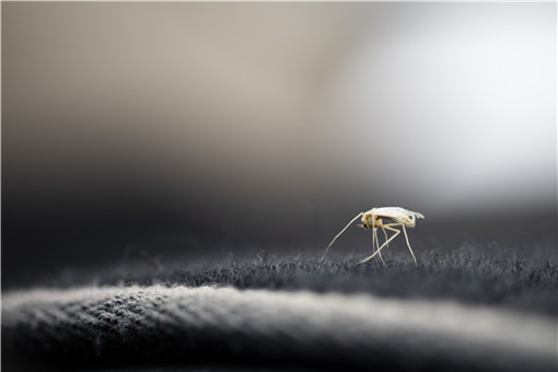 蚊子的寿命有多长-摄图网